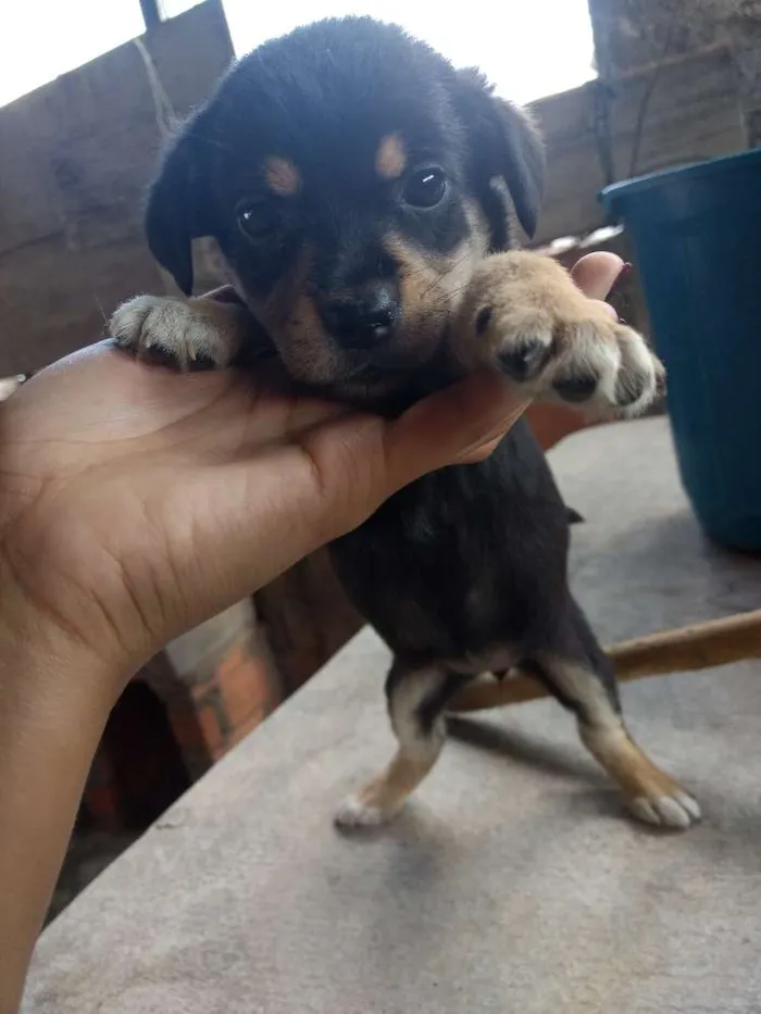 Cachorro ra a Mestiço idade Abaixo de 2 meses nome Estão sem nome 