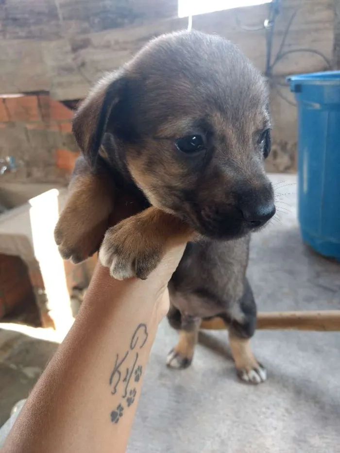 Cachorro ra a Mestiço idade Abaixo de 2 meses nome Estão sem nome 
