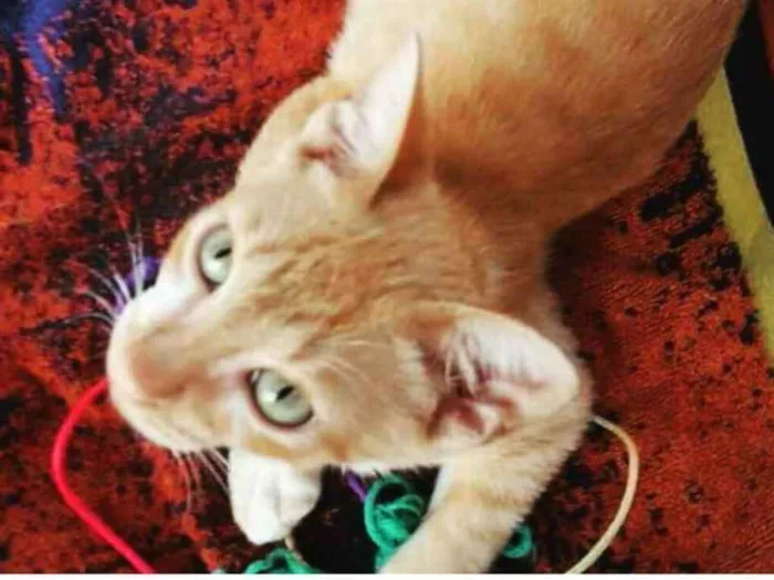 Gato ra a Srd idade 2 a 6 meses nome Pipoca
