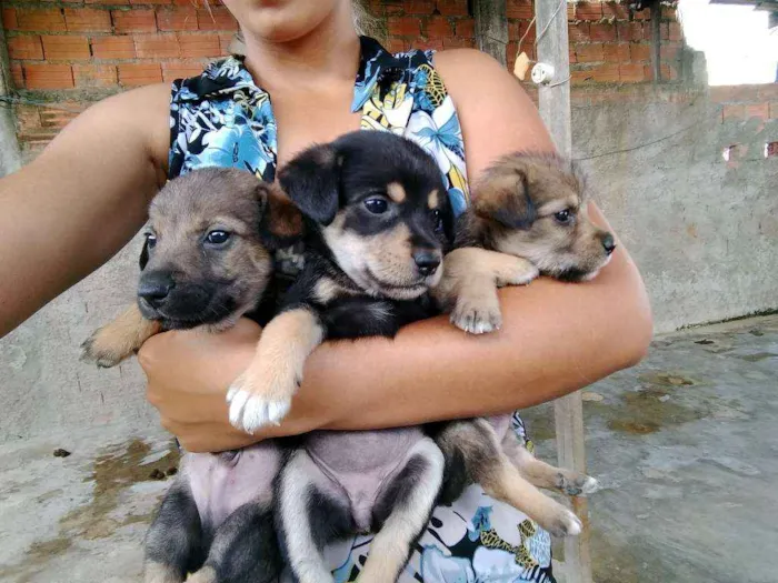 Cachorro ra a Mestiço idade Abaixo de 2 meses nome Estão sem nome 