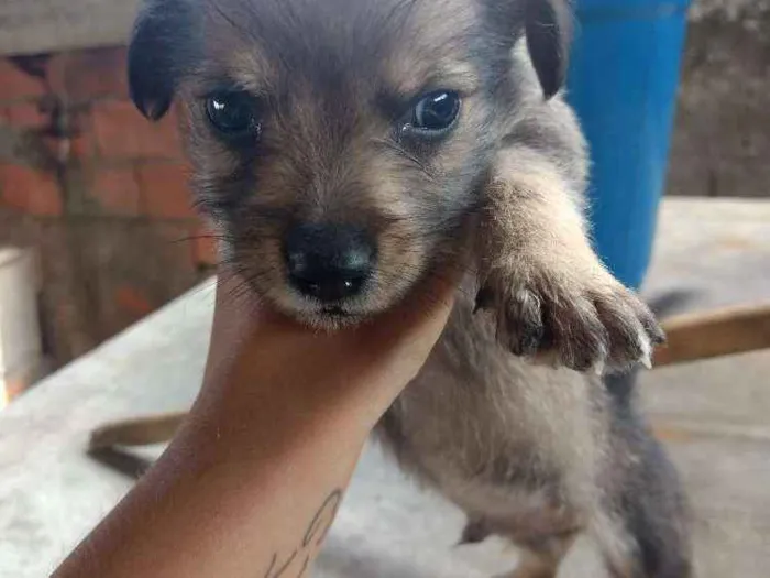 Cachorro ra a Mestiço idade Abaixo de 2 meses nome Estão sem nome 