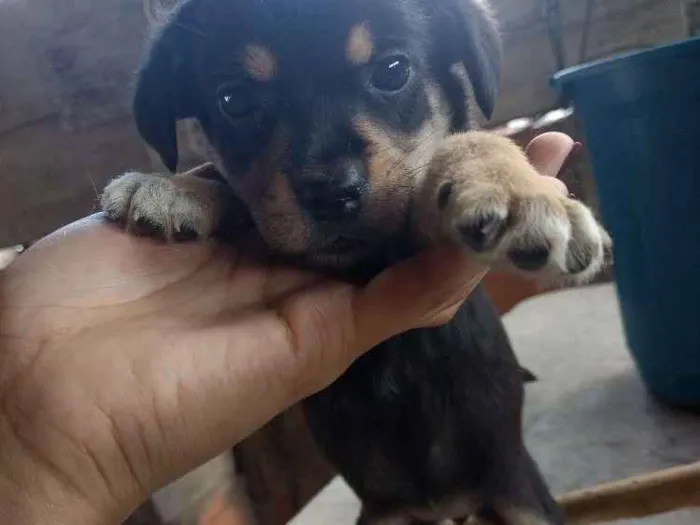 Cachorro ra a Mestiço idade Abaixo de 2 meses nome Estão sem nome 