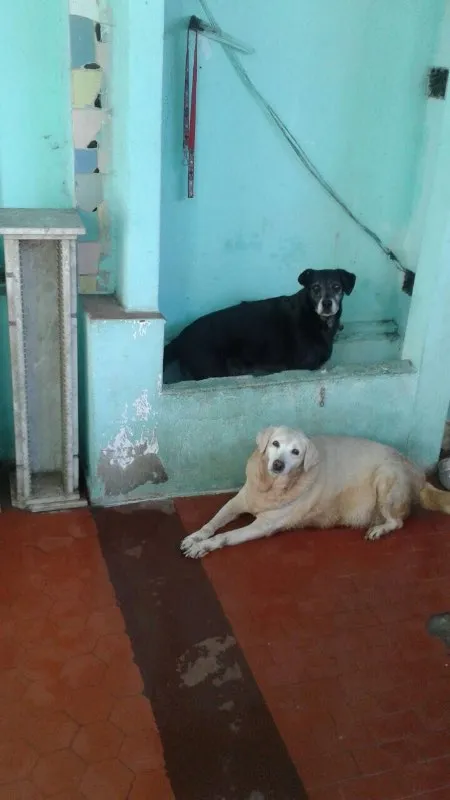 Cachorro ra a misturada idade 4 anos nome Samantha