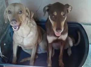 Cachorro raça misturada idade 4 anos nome Samantha