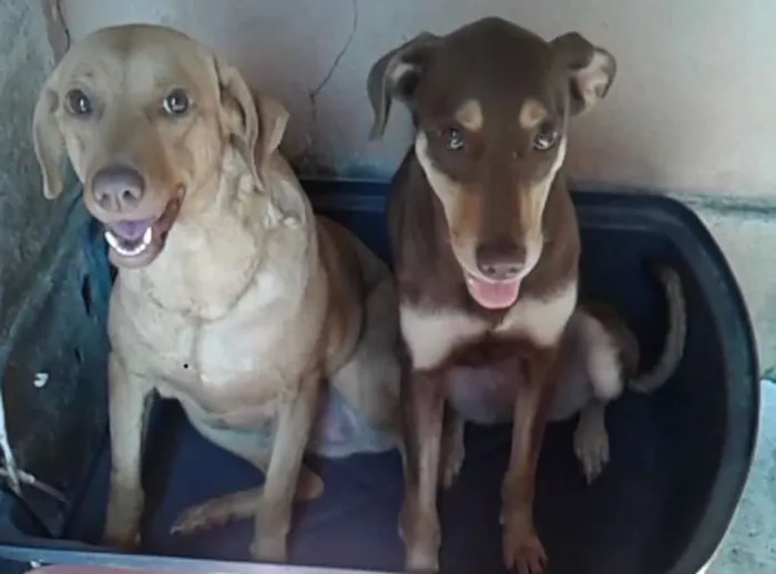 Cachorro ra a misturada idade 4 anos nome Samantha