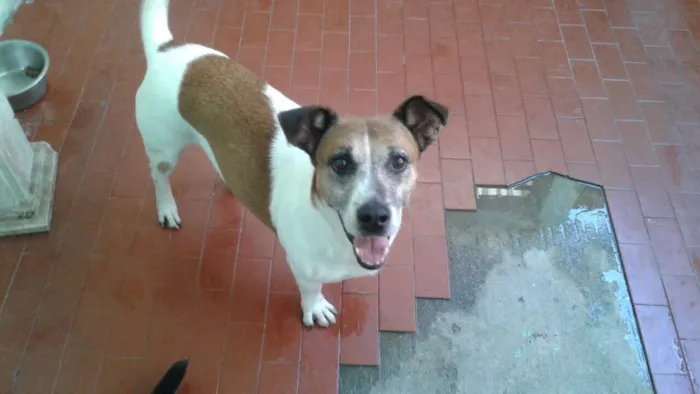 Cachorro ra a misturada idade 4 anos nome Samantha