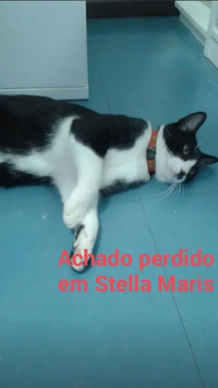 Gato ra a Não sei idade 7 a 11 meses nome Não sei