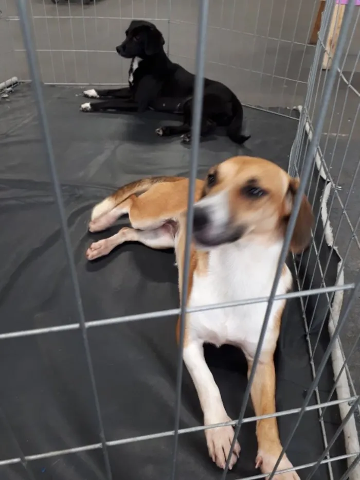 Cachorro ra a Srd idade 7 a 11 meses nome Frida