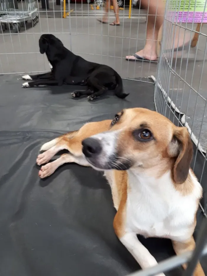 Cachorro ra a Srd idade 7 a 11 meses nome Frida