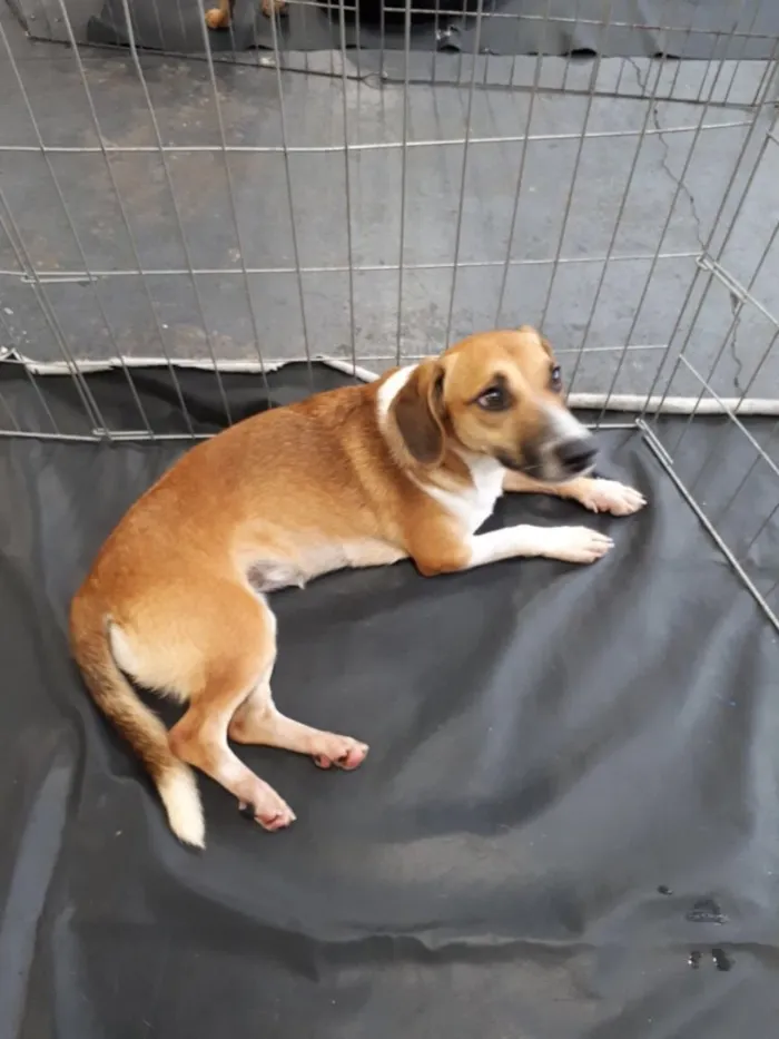 Cachorro ra a Srd idade 7 a 11 meses nome Frida