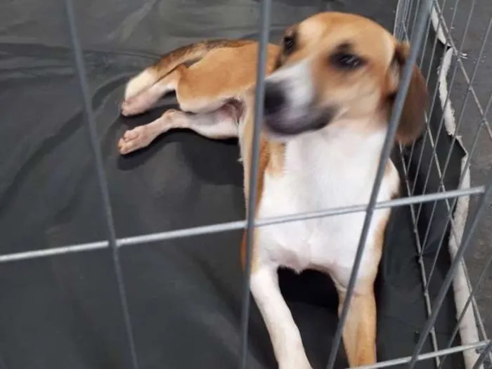 Cachorro ra a Srd idade 7 a 11 meses nome Frida
