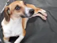 Frida