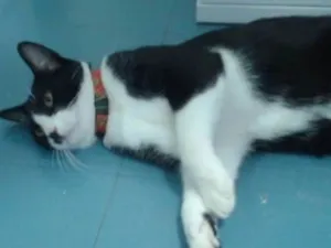 Gato raça Não sei idade 7 a 11 meses nome Não sei