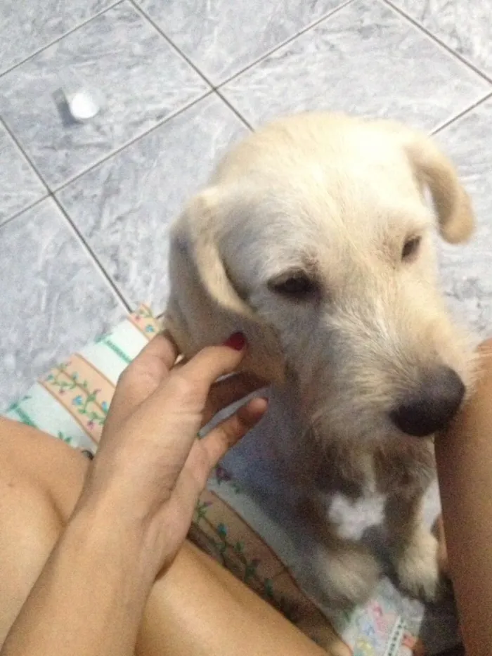 Cachorro ra a Srd idade 1 ano nome Branquinha