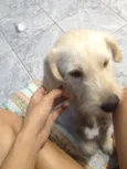 Branquinha