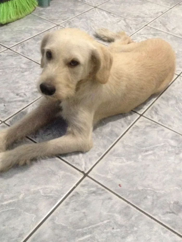 Cachorro ra a Srd idade 1 ano nome Branquinha