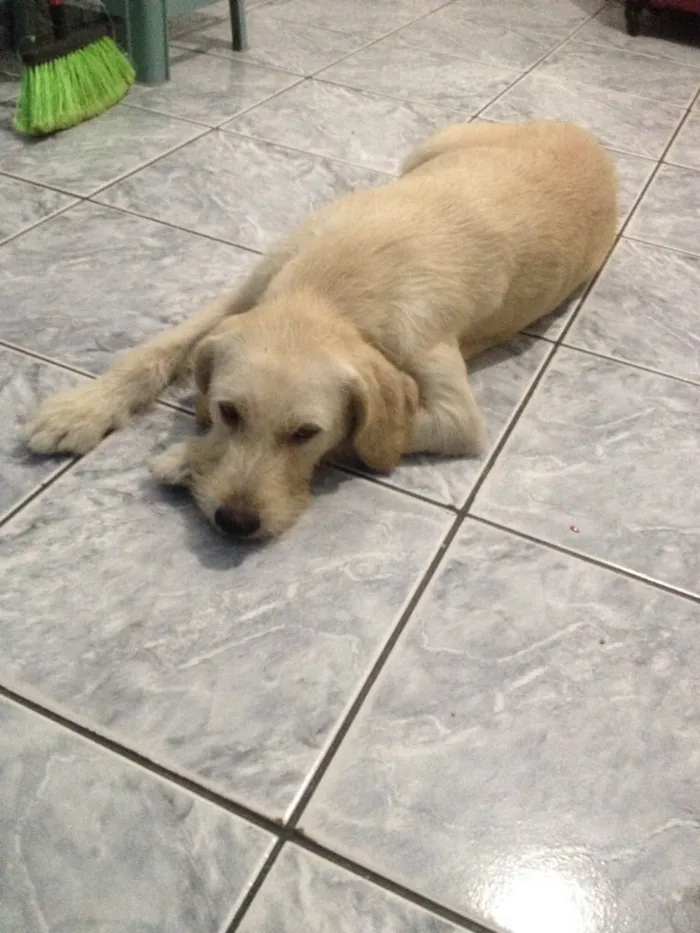 Cachorro ra a Srd idade 1 ano nome Branquinha