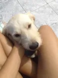 Branquinha