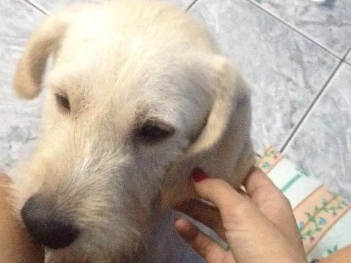 Cachorro ra a Srd idade 1 ano nome Branquinha