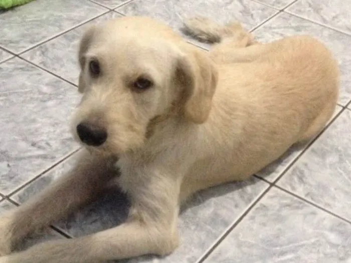 Cachorro ra a Srd idade 1 ano nome Branquinha