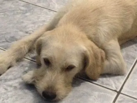 Cachorro ra a Srd idade 1 ano nome Branquinha
