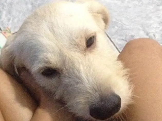 Cachorro ra a Srd idade 1 ano nome Branquinha