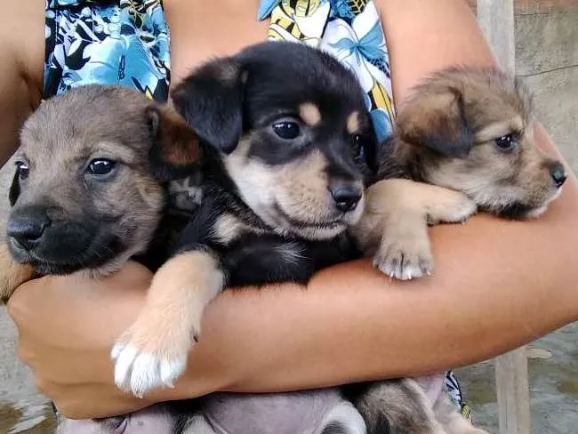 Cachorro ra a Mestiço idade Abaixo de 2 meses nome Estão sem nome 