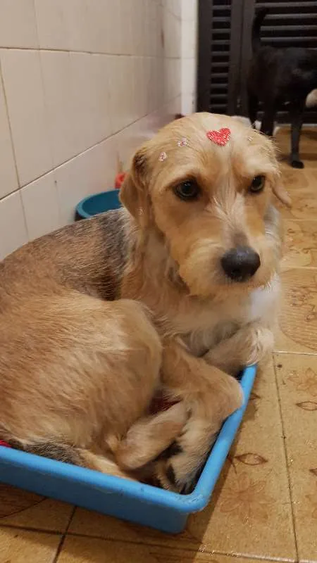 Cachorro ra a SRD idade 2 anos nome Bella