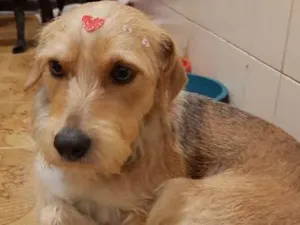 Cachorro raça SRD idade 2 anos nome Bella