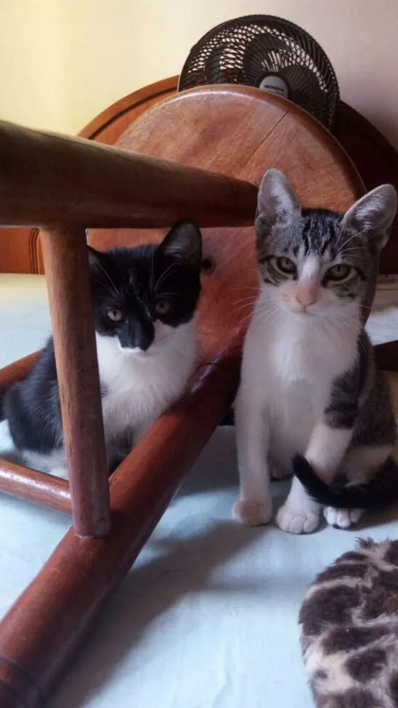Gato ra a SRD idade 2 a 6 meses nome Tommy, Billy 