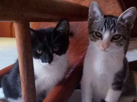 Gato ra a SRD idade 2 a 6 meses nome Tommy, Billy 