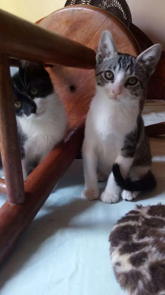 Gato ra a SRD idade 2 a 6 meses nome Tommy, Billy 