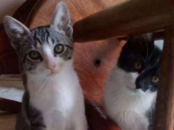 Gato ra a SRD idade 2 a 6 meses nome Tommy, Billy 