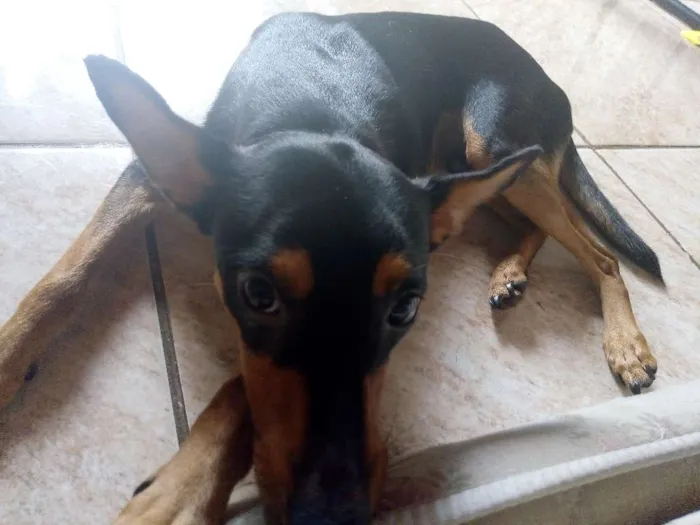 Cachorro raça SRD idade 7 a 11 meses nome Rumple