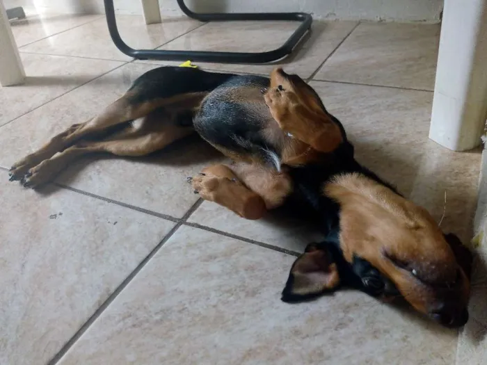 Cachorro raça SRD idade 7 a 11 meses nome Rumple