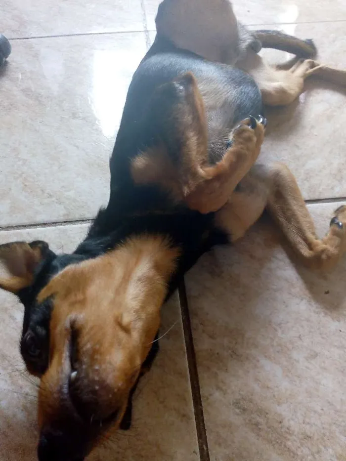 Cachorro raça SRD idade 7 a 11 meses nome Rumple
