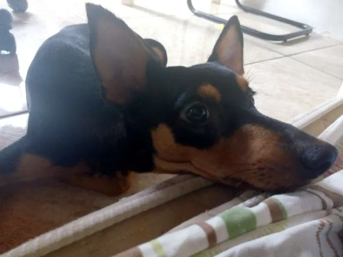 Cachorro raça SRD idade 7 a 11 meses nome Rumple