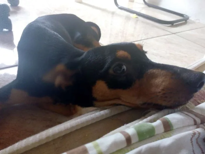 Cachorro raça SRD idade 7 a 11 meses nome Rumple