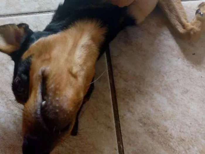 Cachorro raça SRD idade 7 a 11 meses nome Rumple