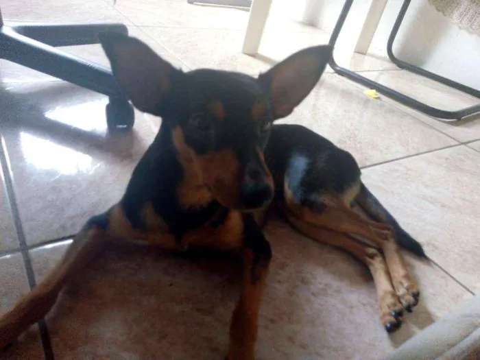 Cachorro raça SRD idade 7 a 11 meses nome Rumple