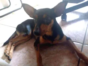 Cachorro raça SRD idade 7 a 11 meses nome Rumple