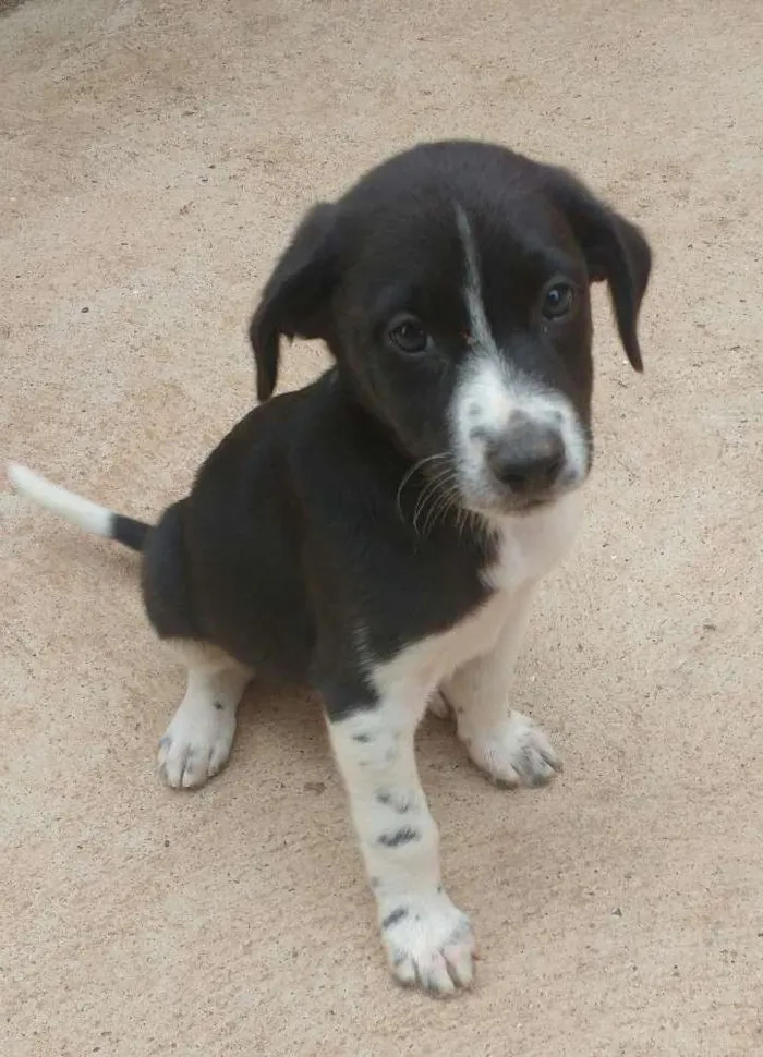 Cachorro ra a Sem raça definida idade 2 a 6 meses nome Thor