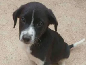 Cachorro raça Sem raça definida idade 2 a 6 meses nome Thor