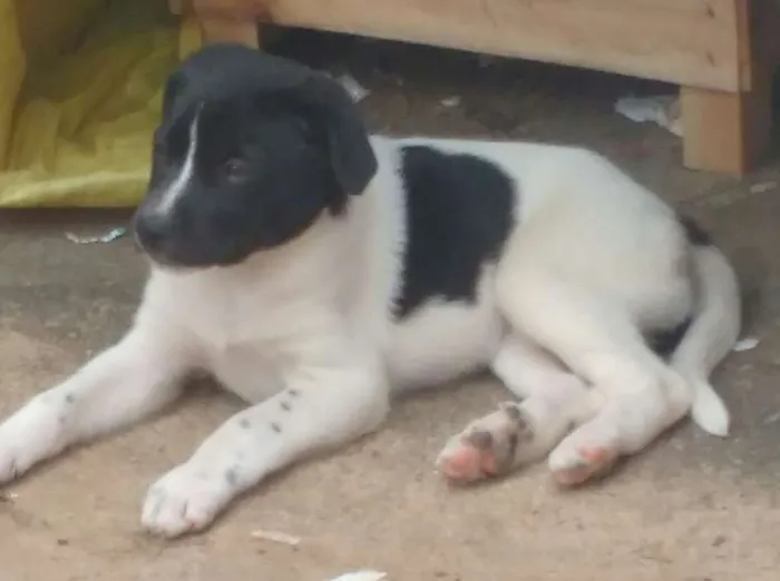 Cachorro ra a Sem raça definida idade 2 a 6 meses nome Bela