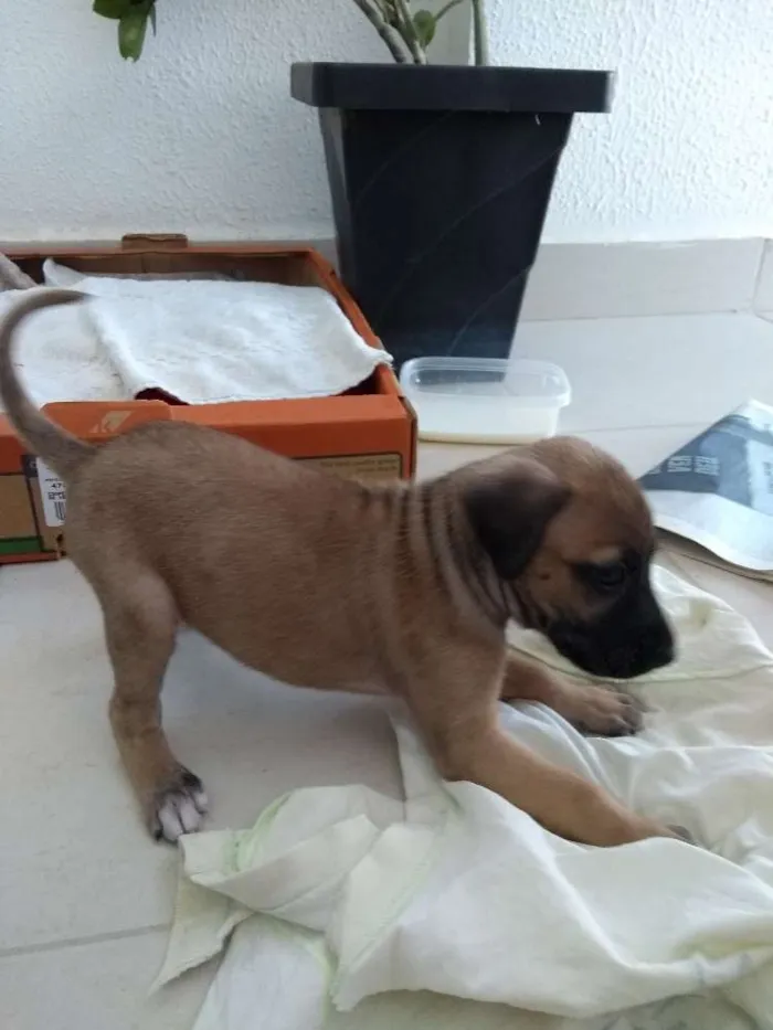 Cachorro ra a Sem raça  idade Abaixo de 2 meses nome Jhuli
