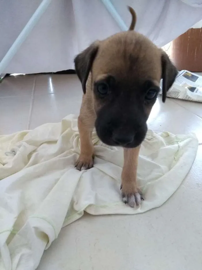 Cachorro ra a Sem raça  idade Abaixo de 2 meses nome Jhuli