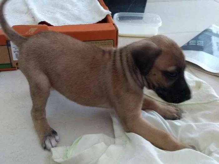 Cachorro ra a Sem raça  idade Abaixo de 2 meses nome Jhuli