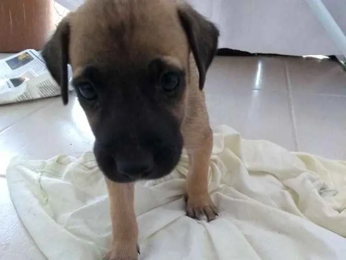Cachorro ra a Sem raça  idade Abaixo de 2 meses nome Jhuli