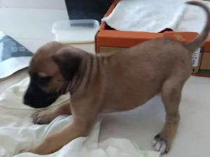 Cachorro raça Sem raça  idade Abaixo de 2 meses nome Jhuli