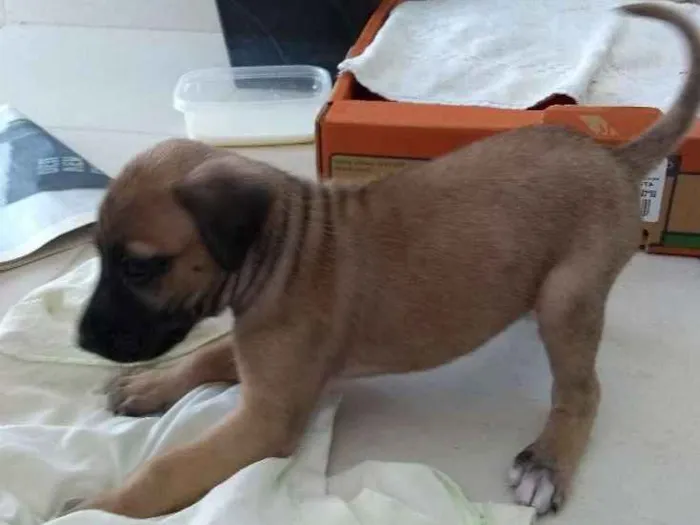Cachorro ra a Sem raça  idade Abaixo de 2 meses nome Jhuli